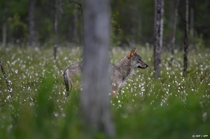 faunabescherming paintballen op wolf kan maar een week