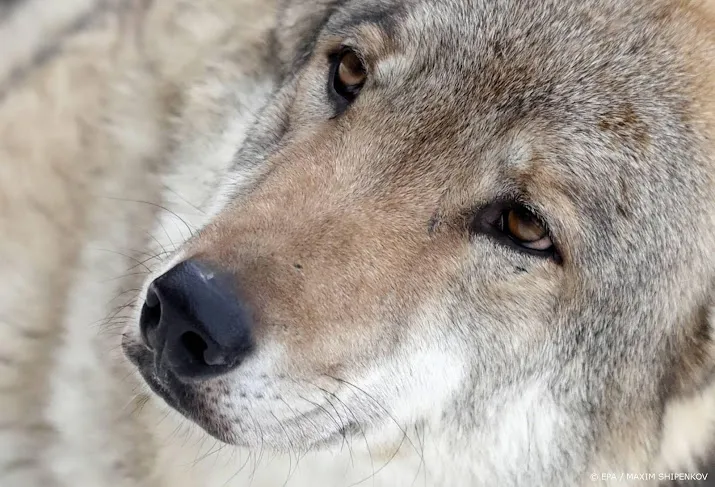 faunabescherming verhoogt tipgeld over doden wolf