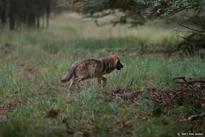 faunabescherming wolvenplan gelderland sprookje om verkiezingen