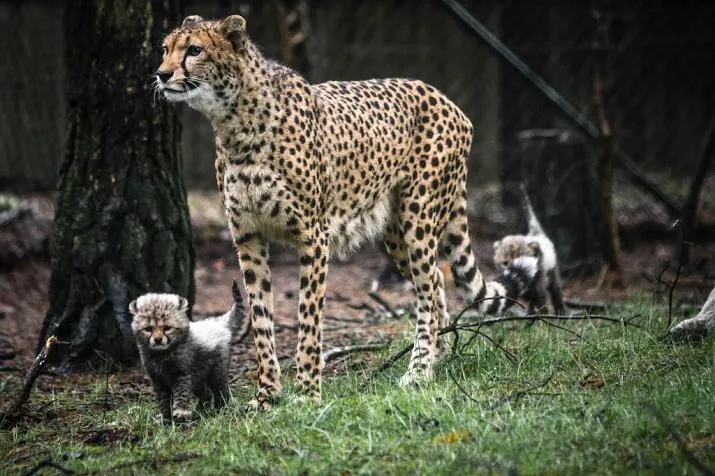 filmpje over beekse bergen gaat wereld over