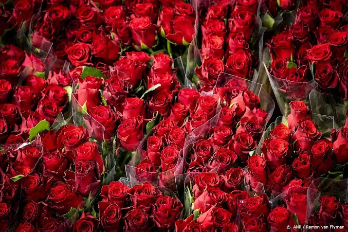 floraholland 8 miljoen minder rozen verkocht voor valentijn