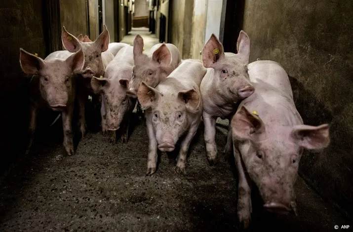 forfarmers verkoopt minder voer door problemen bij varkenshouders