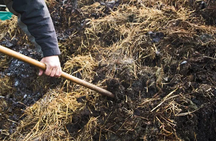 fosfaatproductie uit mest weer binnen de norm