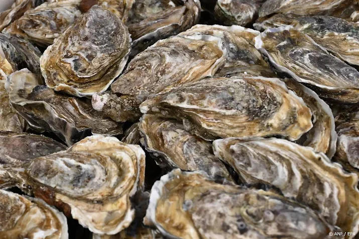 franse oesterkwekers vrezen miljoenenverlies door norovirus
