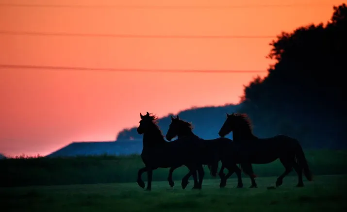 friese paarden sterren in groots spektakel
