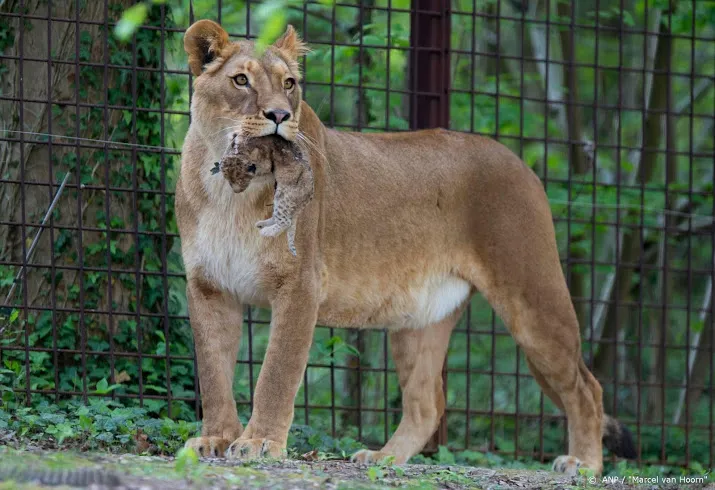 gaiazoo in kerkrade uitgeroepen tot leukste uitje