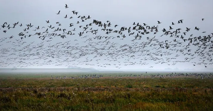ganzen nieuw probleem oostvaardersplassen