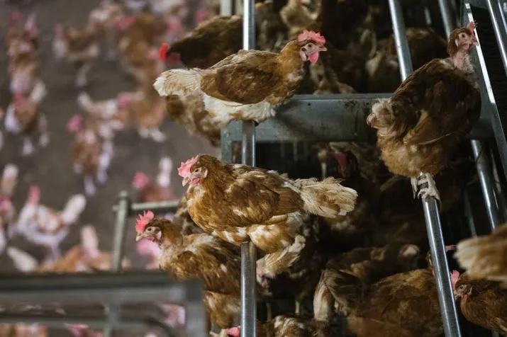 gedeeltelijke opheffing ophokplicht in zicht