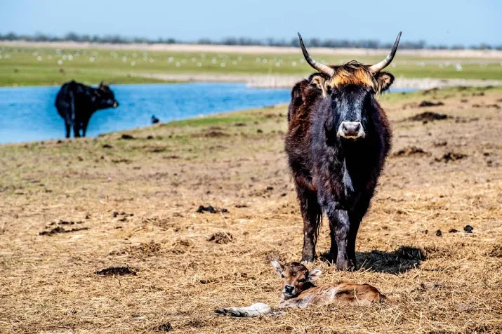 geef dieren oostvaardersplassen meer ruimte