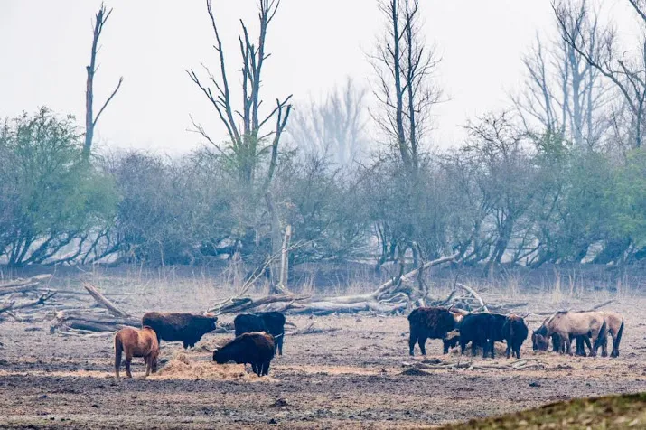 geen gelderse doorgang oostvaardersplassen