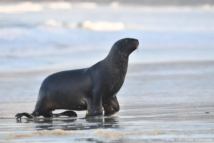 geen strafrechtelijke vervolging na vangen zeehond