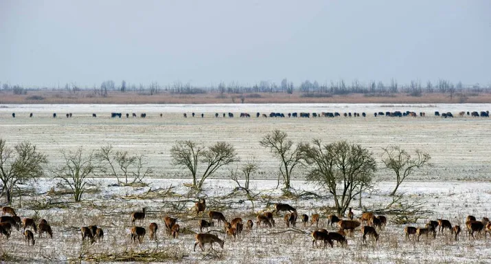 geen vervolging om grazers oostvaardersplassen