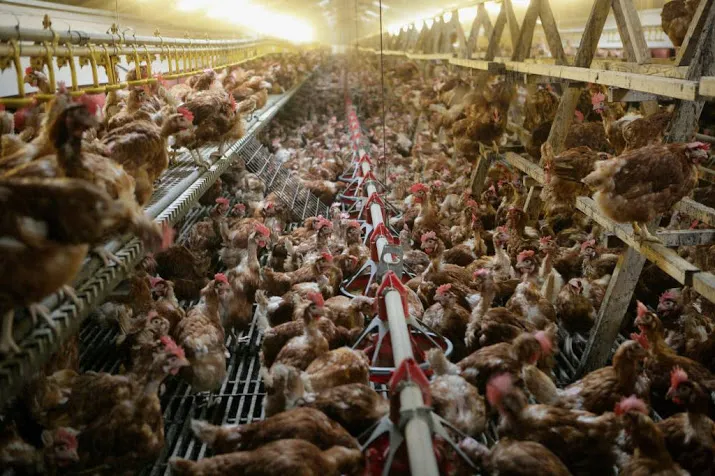 geld banken naar plofkippen en kooivarkens