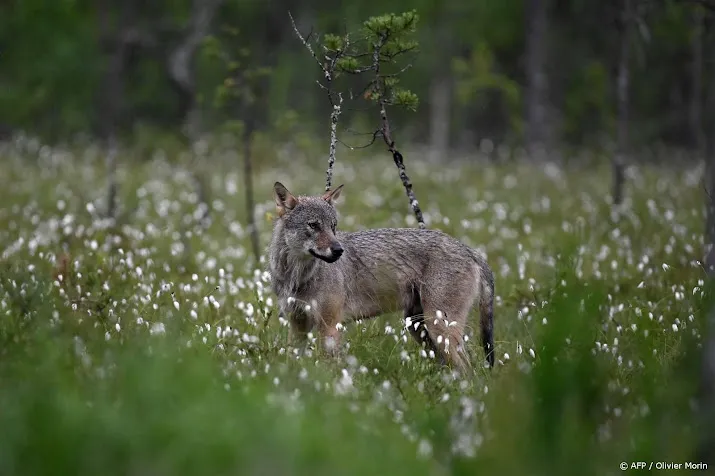 gelderland wil opdringerige wolf toch sneller laten afschieten