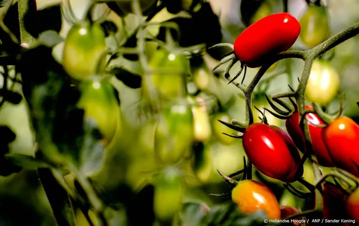 gevaarlijk virus bij tomaten westland