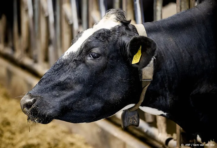 geval gekkekoeienziekte is minder gevaarlijke variant voor mensen