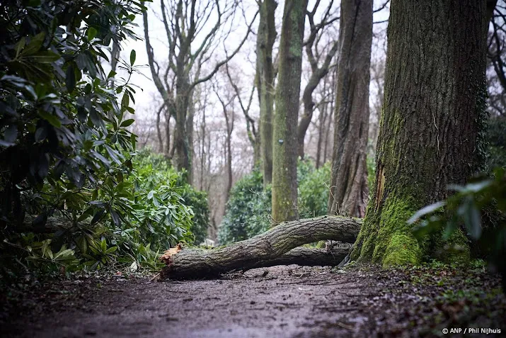 gewonden op verschillende plekken in nederland door harde wind