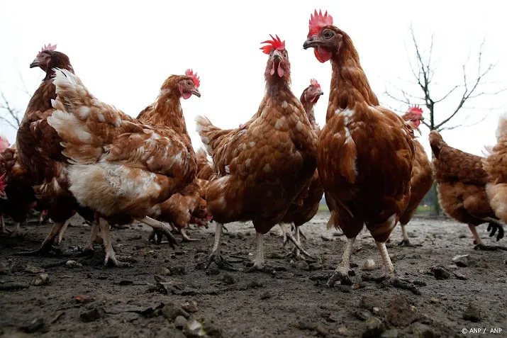 ggd eet geen eieren uit zuiden zuid holland en noordwest brabant