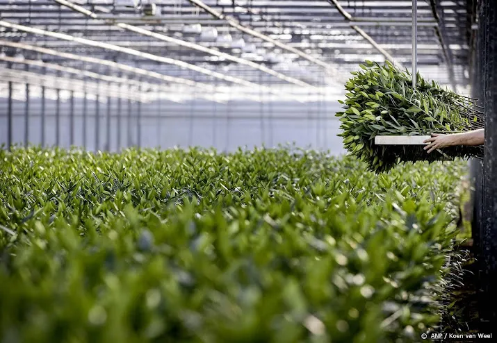 glastuinbouw belang internationale werknemers niet onderschatten