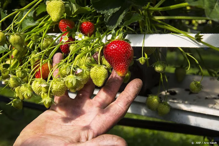 glastuinbouw groenten en bloemen wellicht duurder door hoge gasprijs