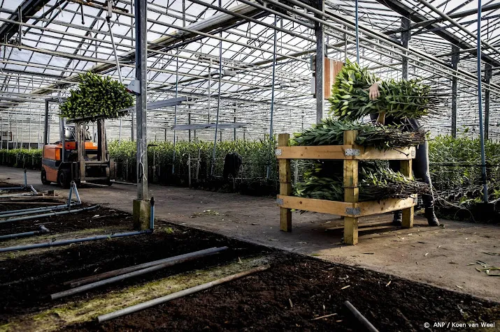 glastuinbouw vreest veel omvallende bedrijven en wil meer steun