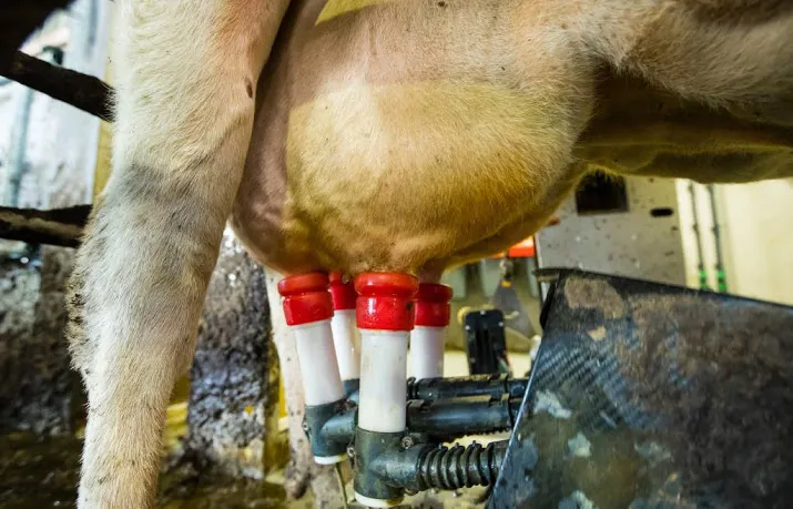 goed jaar voor melkveehouders