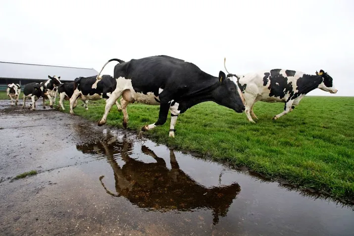 goedkopere verzekering boer tegen slecht weer