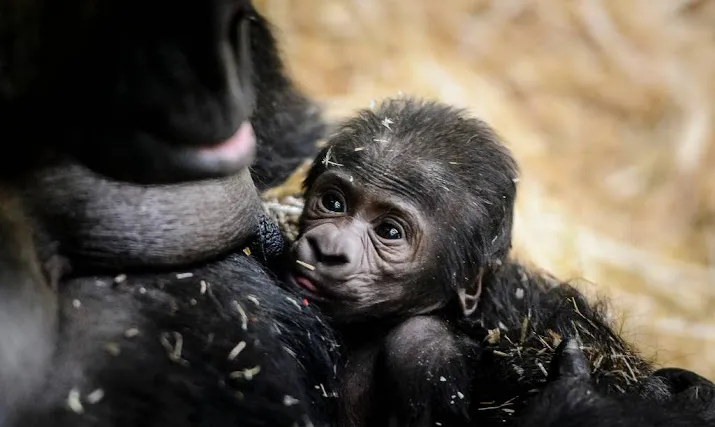 gorilla geboren in artis