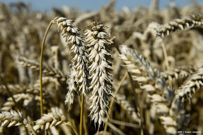 graanprijzen mogelijk verder omhoog na oekraiens exportverbod