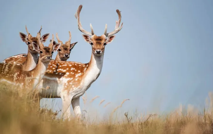 gratieverzoek voor herten waterleidingduinen