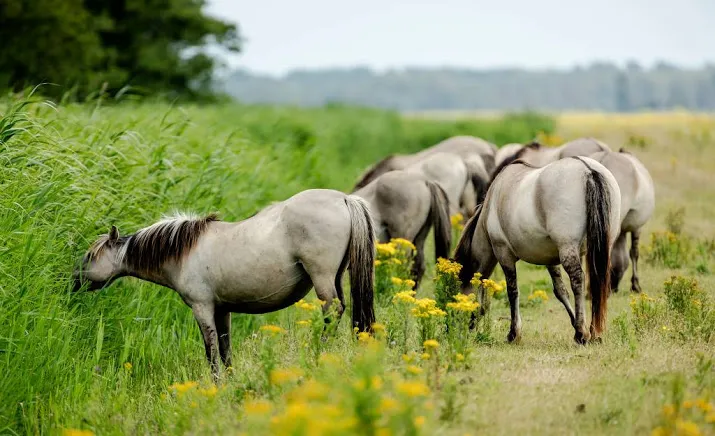 grazers in oostvaardersplassen niet nodig