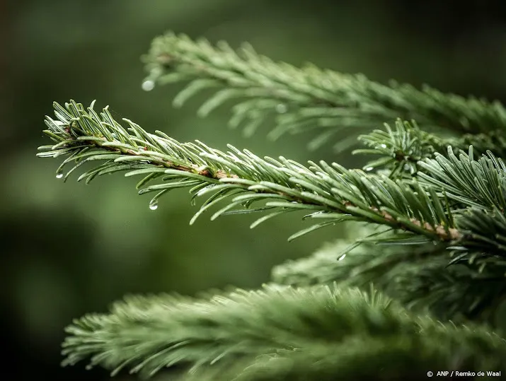groene kerst minder vlees of led lampjes in de boom