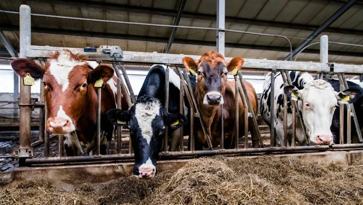 groot gebrek aan opvolgers boerenbedrijven