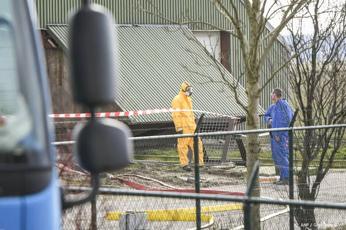 grootste besmetting vogelgriep in heythuysen 300 000 leghennen