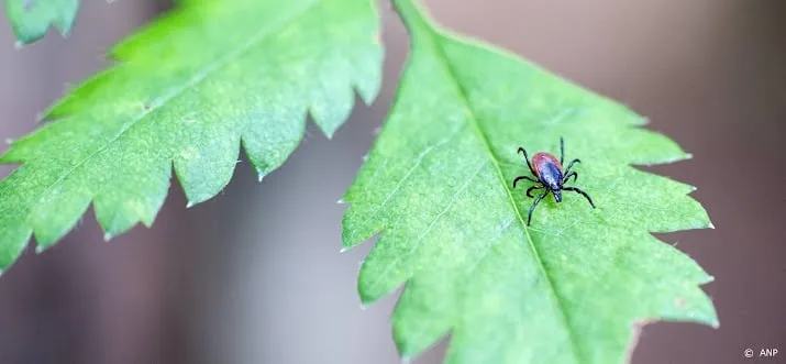 grootste risico op tekenbeten in drenthe en gelderland