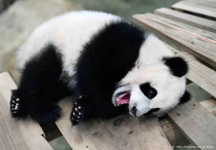 grote belangstelling voor kleine panda in ouwehands dierenpark