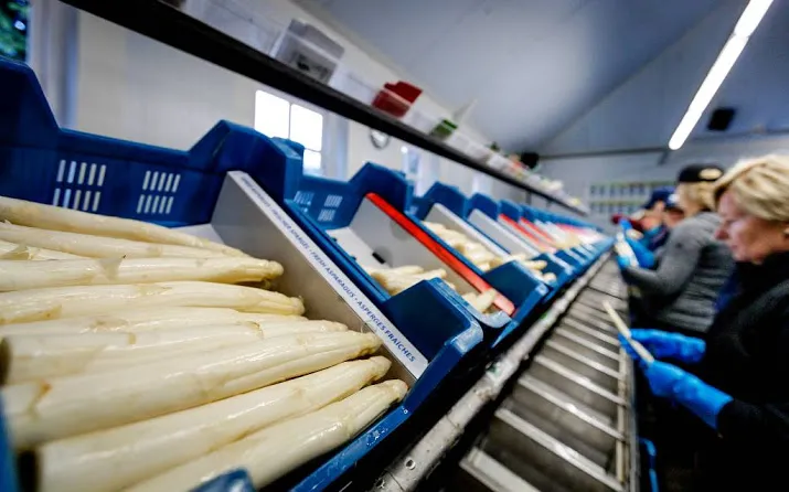 grotere oogst asperges in 2017
