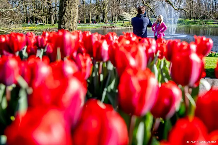half miljoen tulpen fleuren amsterdam op