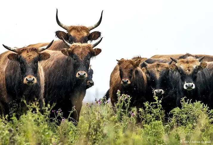 heckrunderen zonder vergunning afgeschoten in oostvaardersplassen