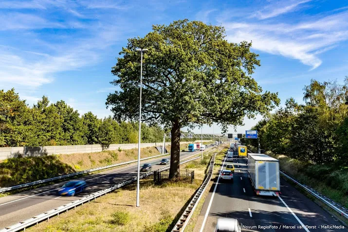 heksenboom in bladel boom van het jaar