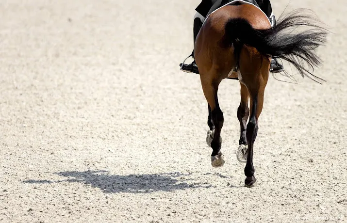 hippische bond legt topsporttrainingen tijdelijk stil