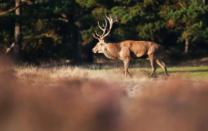 hoge veluwe gaat na 70 jaar weer bouwen