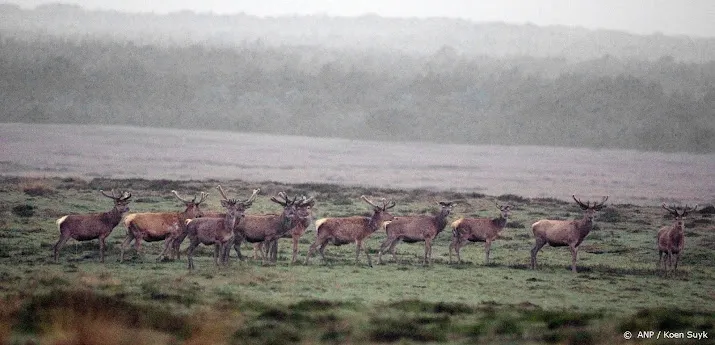 hoge veluwe moeflons zo goed als verdwenen door wolf