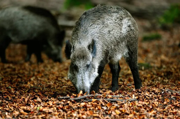 hoge veluwe op slot voor nieuwe zwijnen