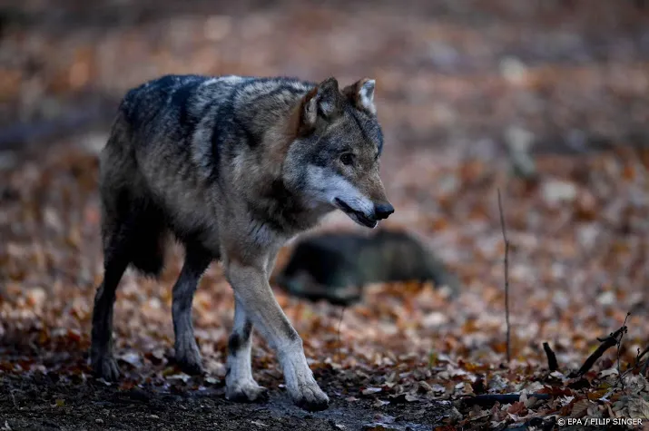 hoge veluwe sluit park tegen vreemd wild