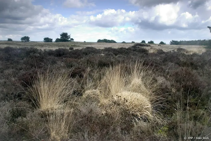 hoge veluwe wolf heeft moeflons gedood