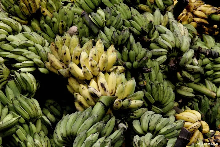 hollandse banaan goed voor bier lingerie en als vleesvervanger