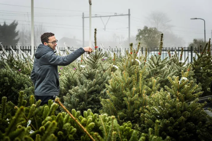 honderd miljoen aan kerstbomen in woonkamers