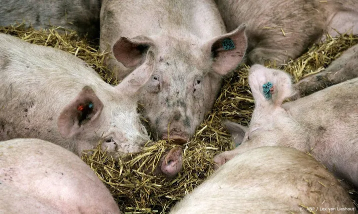 honderden varkens dood door hitte