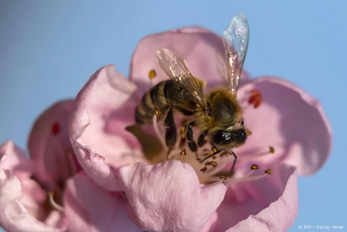 honingbij opnieuw op nummer een bij nationale bijentelling
